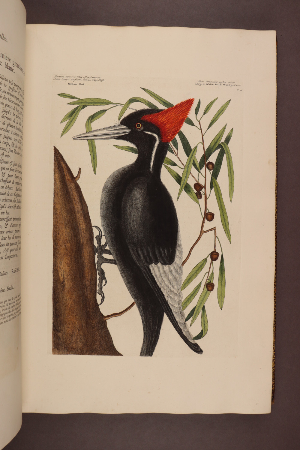 Plate 16
